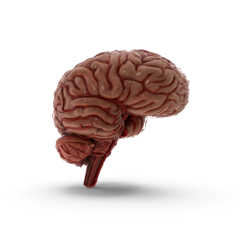 Brain Icon